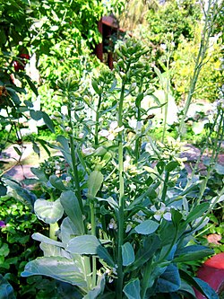 Gailan Seeds – Heirloom Non-GMO Chinese Broccoli Leafy Vegetable Seeds for Planting, Organic Garden Seeds
