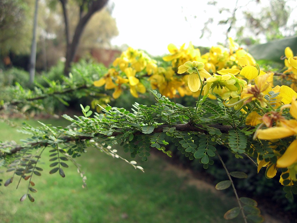 Flower Seeds, Seeds,Seeds For Planting,Plant Seeds