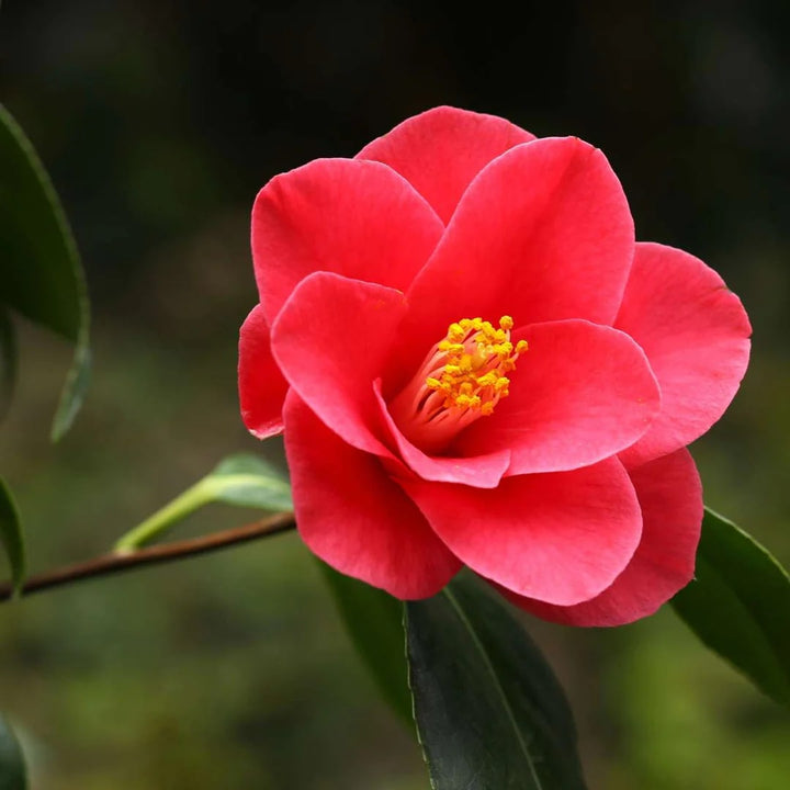 Red Camellia Flower Seeds for Planting – Heirloom, Non-GMO, High Germination Organic Garden Seeds