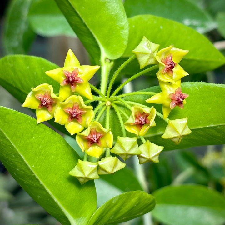 Flower Seeds, Seeds,Seeds For Planting,Plant Seeds