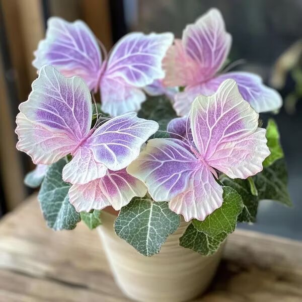 Grow Lovely Pink Begonia Blooms with Butterfly-Like Garden Charm