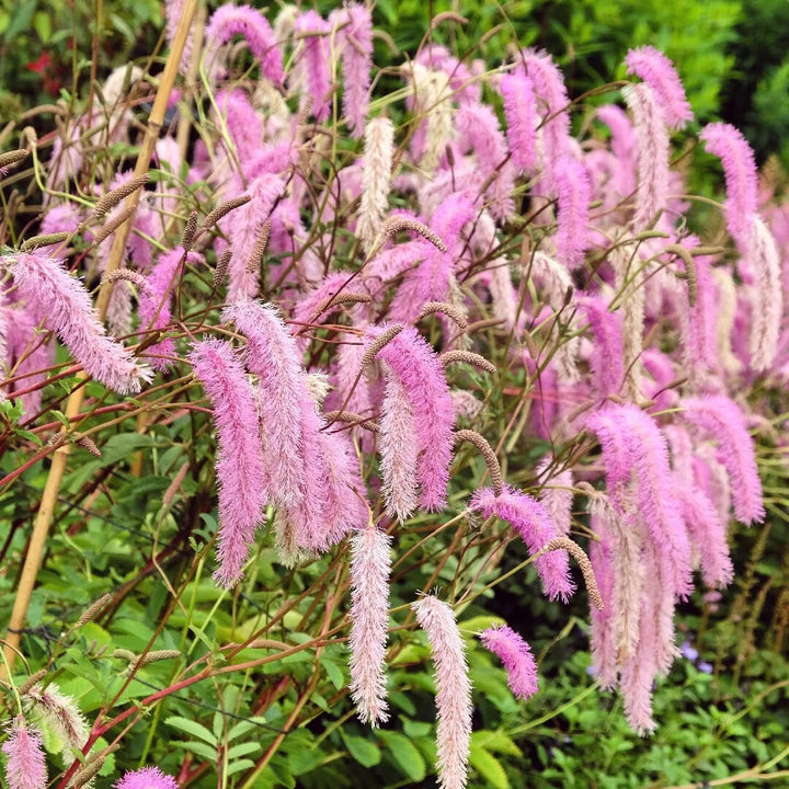 Pink Alaskan Burnet Flower Seeds for Planting – Heirloom Non-GMO, High Germination Organic Garden Seeds