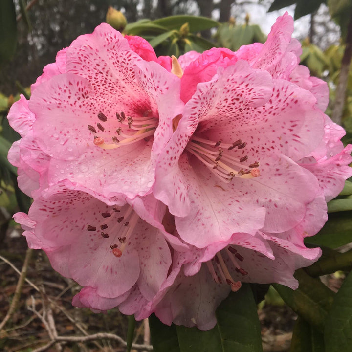 Soft Pink Rhododendron Flower Seeds for Planting – Heirloom, Non-GMO, High Germination Organic Garden Seeds