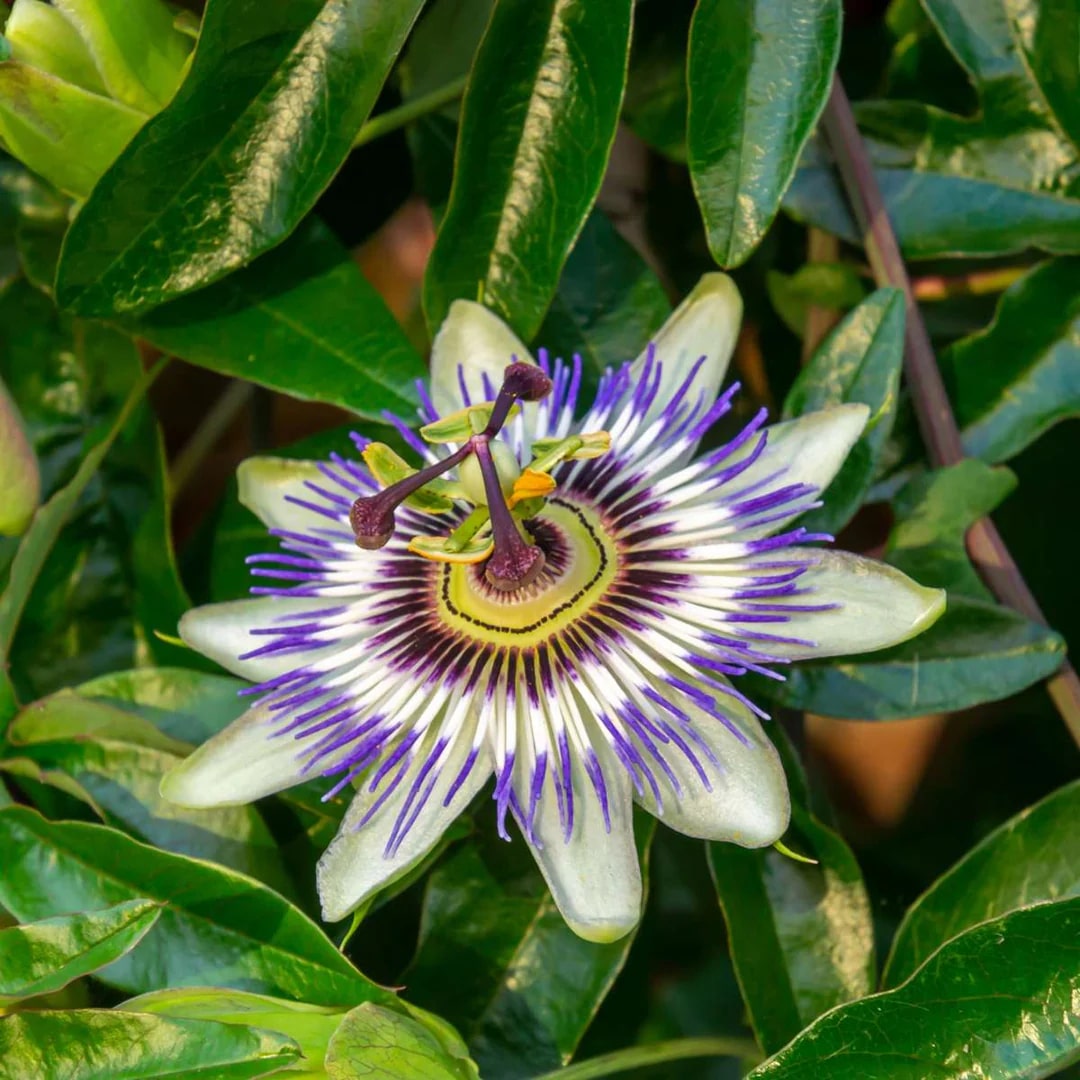 Mixed Passiflora Flower Seeds for Planting – Colorful Display, Heirloom, Non-GMO, High Germination Organic Garden Seeds