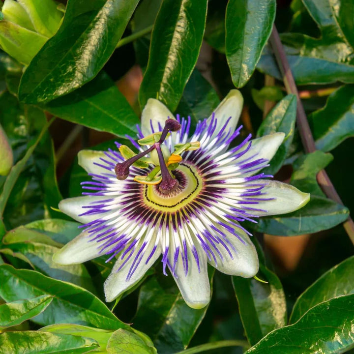 Mixed Passiflora Flower Seeds for Planting – Colorful Display, Heirloom, Non-GMO, High Germination Organic Garden Seeds