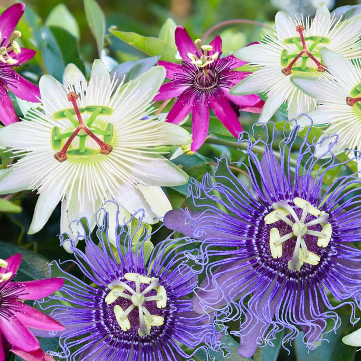 Mixed Color Passion Flower Seeds for Planting – Heirloom, Non-GMO, High Germination Organic Garden Seeds
