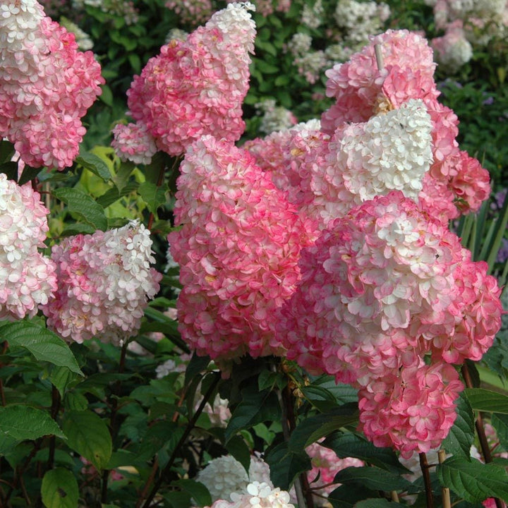 Vainilla Hortensia Flower Seeds for Planting – Heirloom Non-GMO, High Germination Organic Garden Seeds