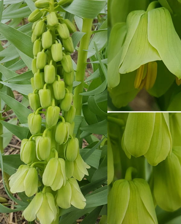Green Crown Imperial Seeds for Planting – Heirloom, Non-GMO, Compact Growth, High Germination