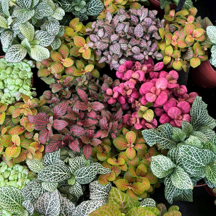 Multi-Colour Fittonia Flower Seeds for Planting | Heirloom Non-GMO Organic Garden Seeds