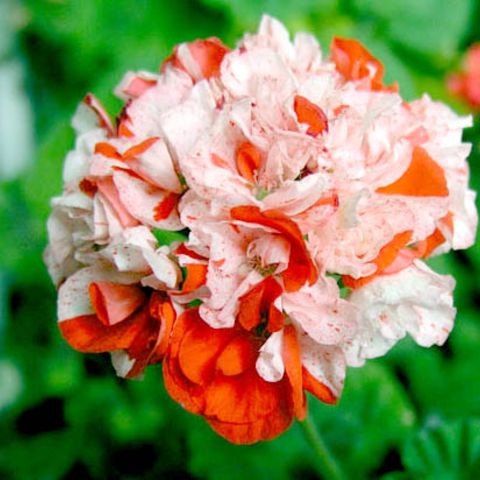 Orange White Geranium Flower Seeds for Planting – Heirloom, Non-GMO, Long Bloom Organic Garden Seeds