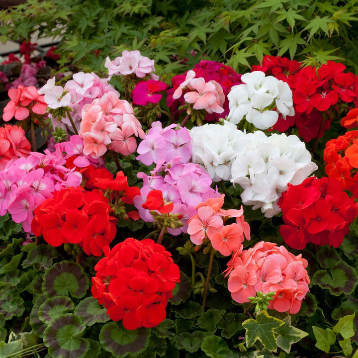 Rose Mix Geranium Flower Seeds for Planting – Heirloom, Non-GMO, High Germination Organic Garden Seeds