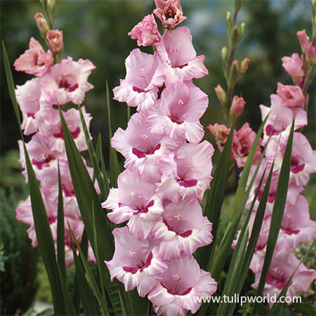 Soft Pink Yellow Gladiolus Flower Seeds for Planting – Heirloom, Non-GMO, High Germination Mix