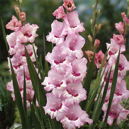 Light Pink Gladiolus Flower Seeds for Planting – Heirloom, Non-GMO, Fragrant, High Germination