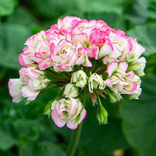 Geranium Apple Blossom Flower Seeds for Planting – Heirloom, Non-GMO, High Germination Garden Seeds