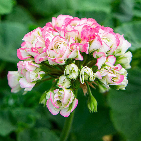 Flower Seeds, Seeds,Seeds For Planting,Plant Seeds