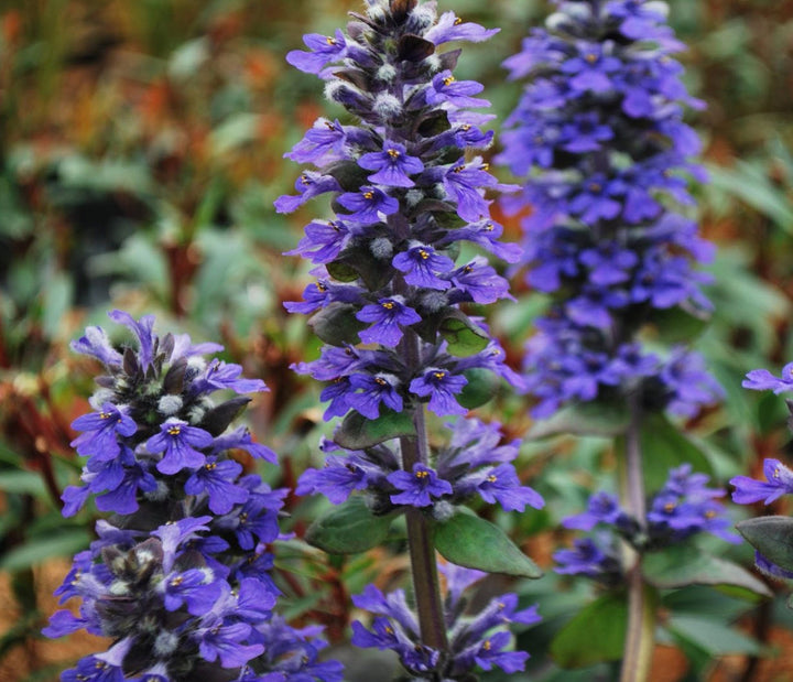 Blue Ajuga Reptans Flower Seeds for Planting | Heirloom Non-GMO, High Germination, Organic Garden Seeds