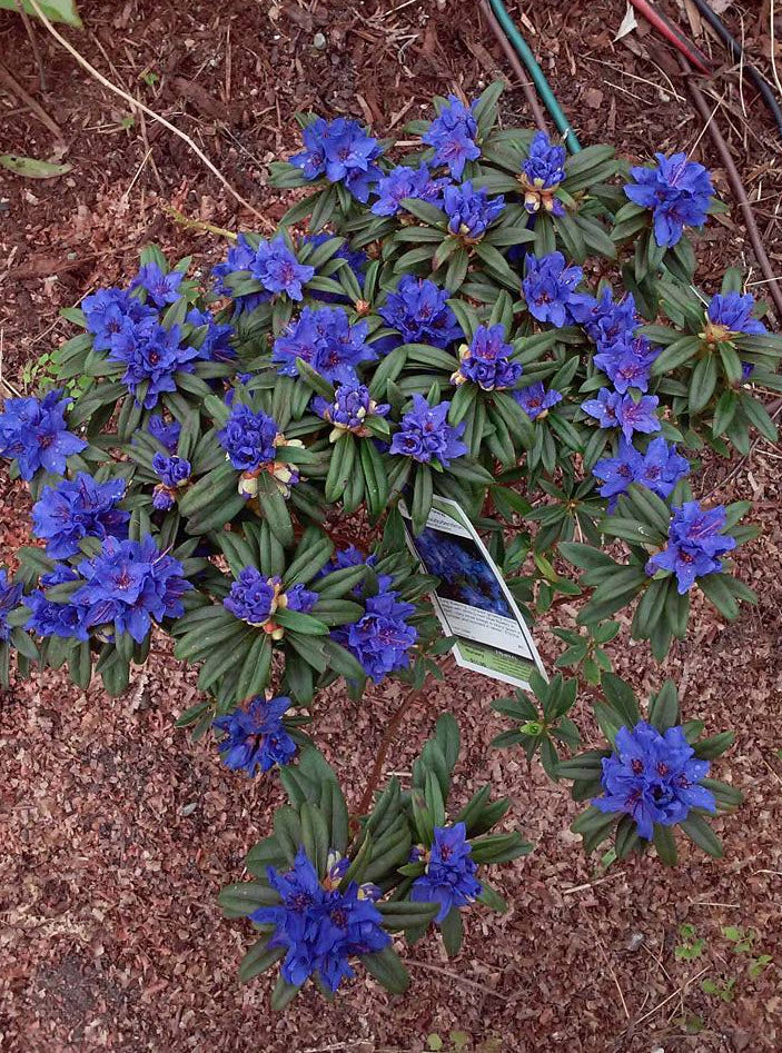 Blue Purple Azalea Flower Seeds for Planting – Heirloom, Non-GMO, Long Bloom High Germination Seeds