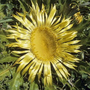 Flower Seeds, Seeds,Seeds For Planting,Plant Seeds