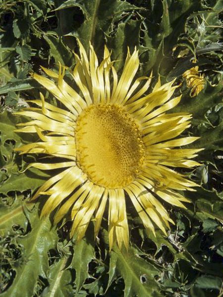 Flower Seeds, Seeds,Seeds For Planting,Plant Seeds