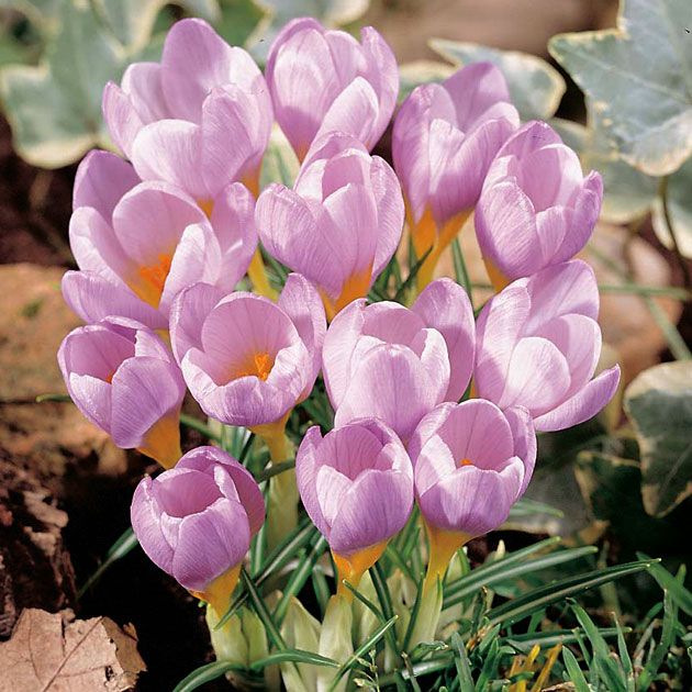 Light Pink Crocus Flower Seeds for Planting – Heirloom Non-GMO, High Germination Organic Garden Seeds