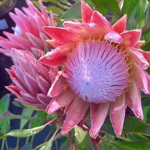 Protea Flower Seeds for Planting – Perfect for Borders, Heirloom Non-GMO, High Germination Organic Garden Seeds