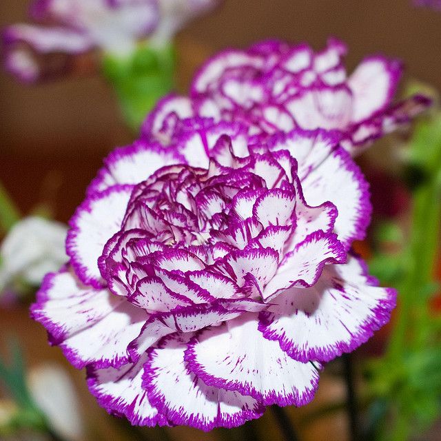 White Violet Carnation Flower Seeds for Planting – Compact Growth, Heirloom & Non-GMO Home Garden