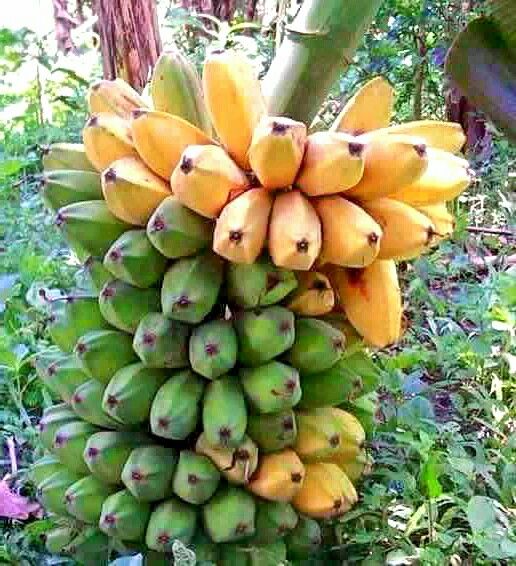 Saba Banana Fruit Seeds for Planting – Heirloom Non-GMO Vibrant Tropical High Germination Organic Garden Seeds
