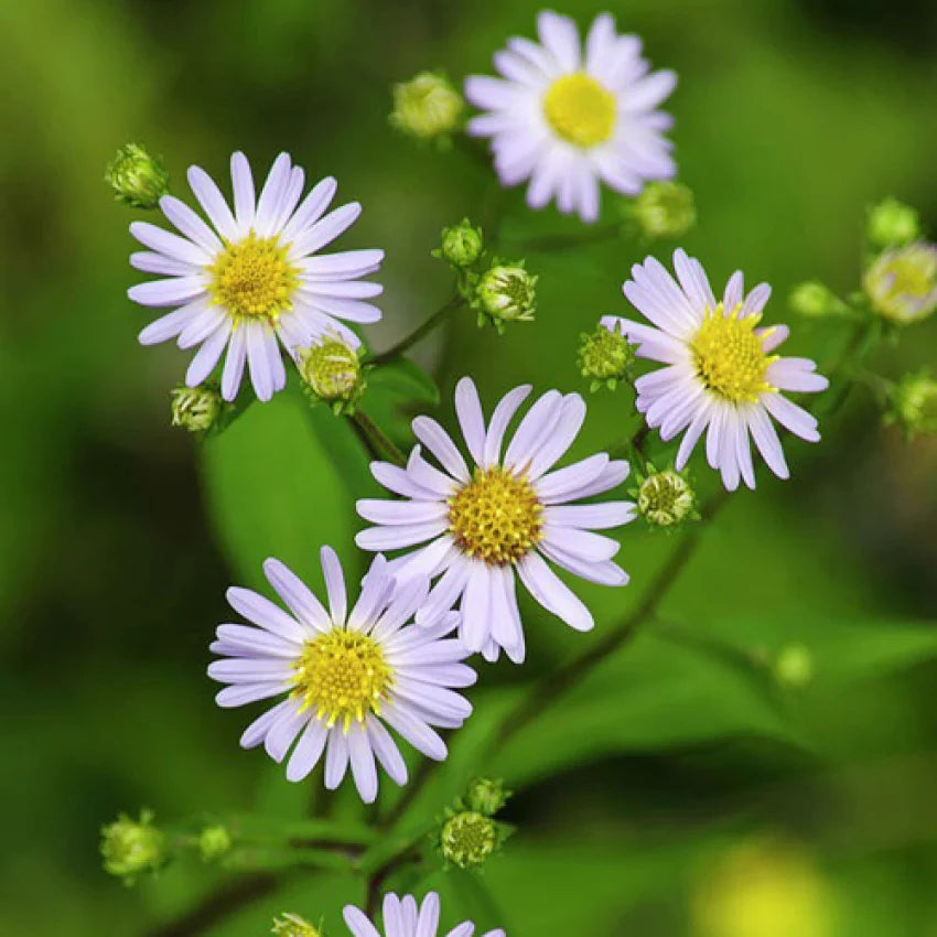 Flower Seeds, Seeds,Seeds For Planting,Plant Seeds