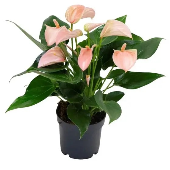 Peach Anthurium Flower seeds for Planting – Cottage Garden Essential, Heirloom &amp; Non-GMO Seeds