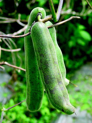 Mucuna Seeds for Planting – Heirloom Non-GMO Medicinal Climbing Vegetable Seeds with High Germination for Organic Gardens