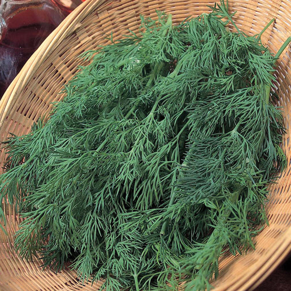 Brown Dill Grain Herb Seeds for Planting – Heirloom, Non-GMO, Organic Garden Seeds with High Germination