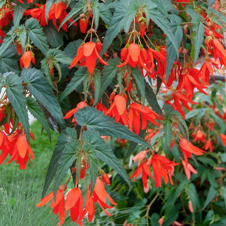 Boliviensis Flower Seeds for Planting – Vibrant Colors, Heirloom, Non-GMO, High Germination Garden Seeds
