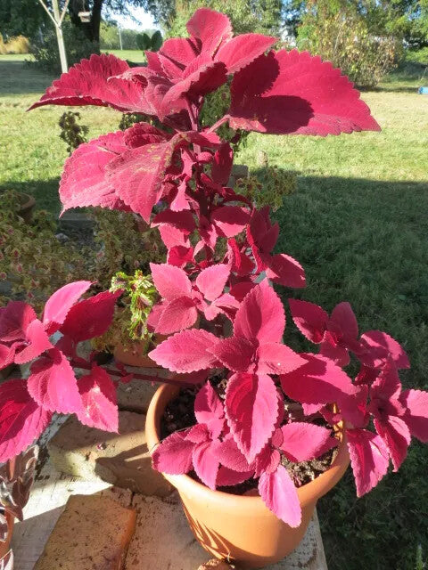 Red Coleus Flower Seeds for Planting – Sun Loving Heirloom Non-GMO, High Germination Organic Garden Seeds