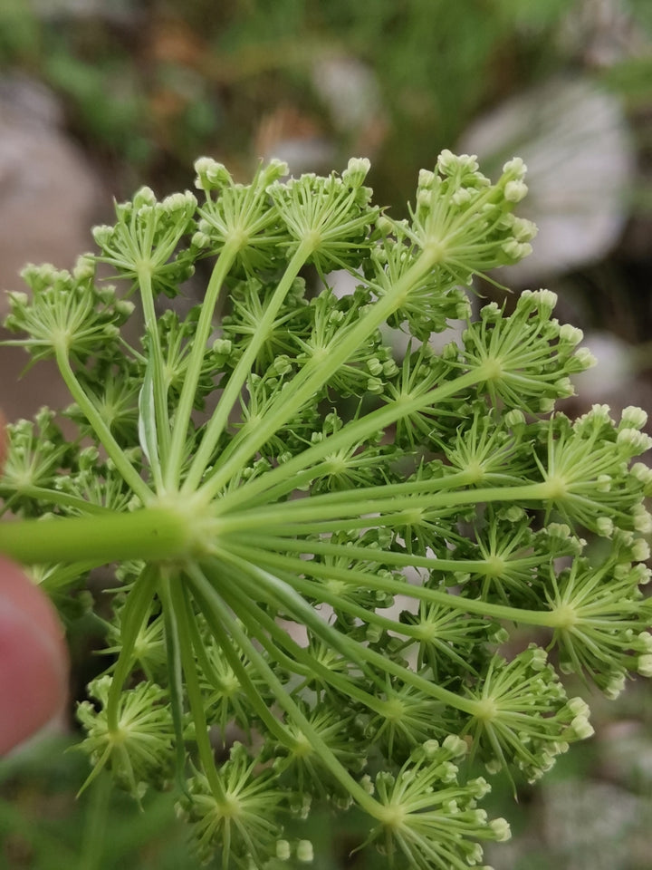 Ashitaba (Angelica Keiskei) Organic Seeds for Planting – Heirloom Non-GMO High Germination