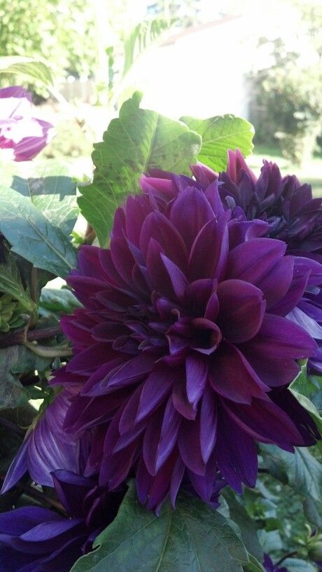 Dark Purple Dahlia Flower Seeds for Planting – Heirloom Non-GMO High Germination Organic Garden Seeds