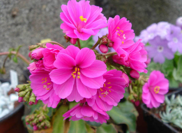 Pink Cotyledon Flower seeds for Planting - Premium Quality, Heirloom & GMO Free Seeds for Home Garden, Non-GMO