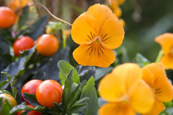 Orange Viola Sorbet Flower Seeds for Planting | Heirloom Non-GMO Organic Garden Seeds