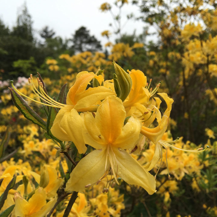 Dark Yellow Azalea Flower Seeds for Planting – Sun Loving, Heirloom & Non-GMO Organic Garden Seeds