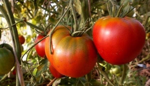 Cosmonaut Volkov Tomato Seeds for Planting – Heirloom, Non-GMO, Juicy Red Vegetable