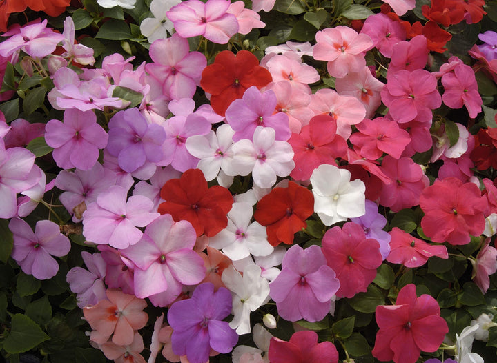 Flower Seeds, Seeds,Seeds For Planting,Plant Seeds