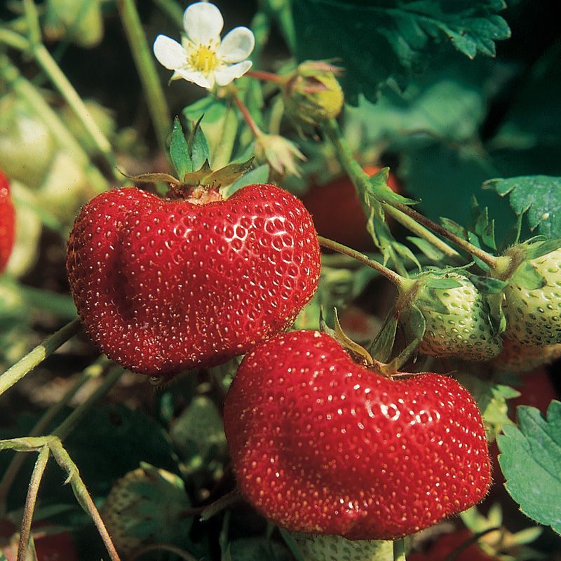 ozark beauty strawberry seeds Vibrant Ozark Beauty Strawberry fruit seeds for planting