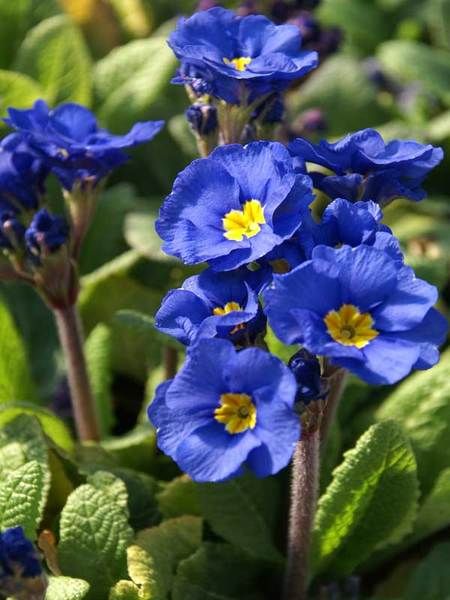 Primula Malacoides Blue Yellow Flower Seeds for Planting – Heirloom Non-GMO, High Germination Organic Garden Seeds