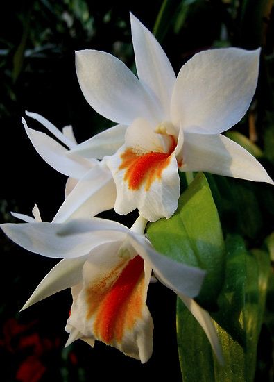Orange White Orchid Flower Seeds – Garden Favorite, Heirloom & Non-GMO Seeds for Home Garden