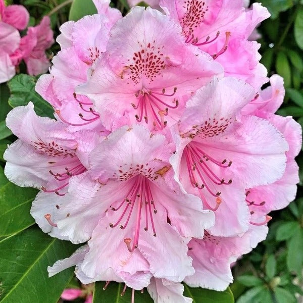 Baby Pink Rhododendron Flower Seeds for Planting – Heirloom, Non-GMO, Long Bloom, High Germination