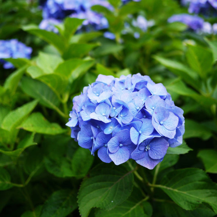 Flower Seeds, Seeds,Seeds For Planting,Plant Seeds