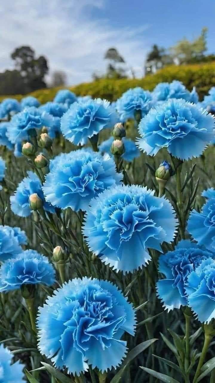 Dianthus Caryophyllus Dark Blue Flower Seeds for Planting – Heirloom, Non-GMO, High Germination Organic Garden Seeds