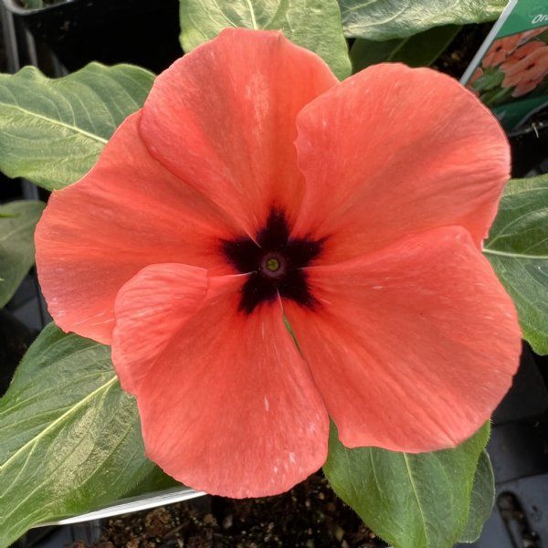 Orange Vinca Flower seeds for Planting – Colorful Display, Heirloom &amp; GMO Free Seeds for Home Garden