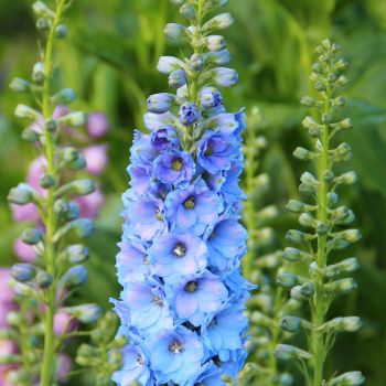 Light Sky Blue Gladiolus Flower Seeds for Planting – Heirloom, Non-GMO, High Germination