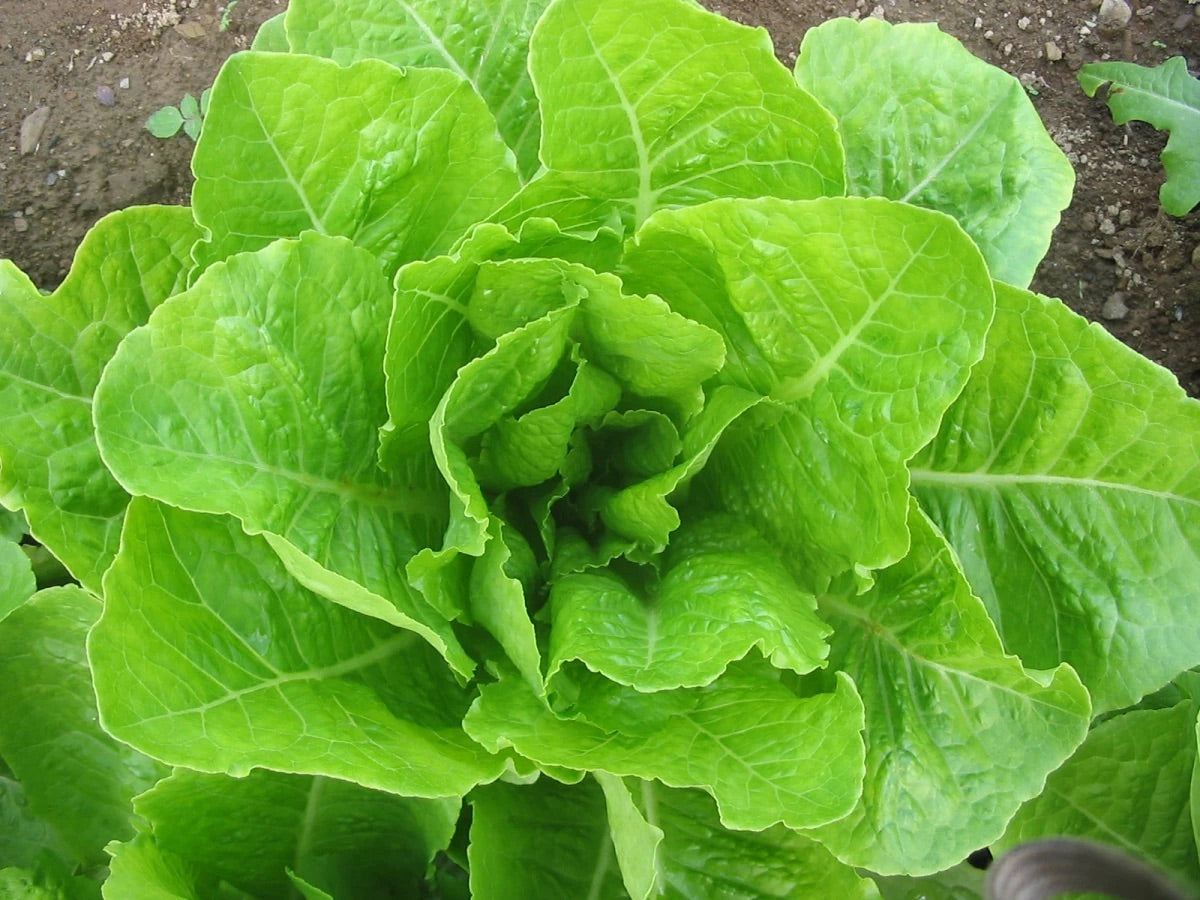 Jericho Lettuce Seeds – Heirloom Non-GMO Organic Heat-Tolerant Leafy Vegetable Seeds for Planting, High Germination