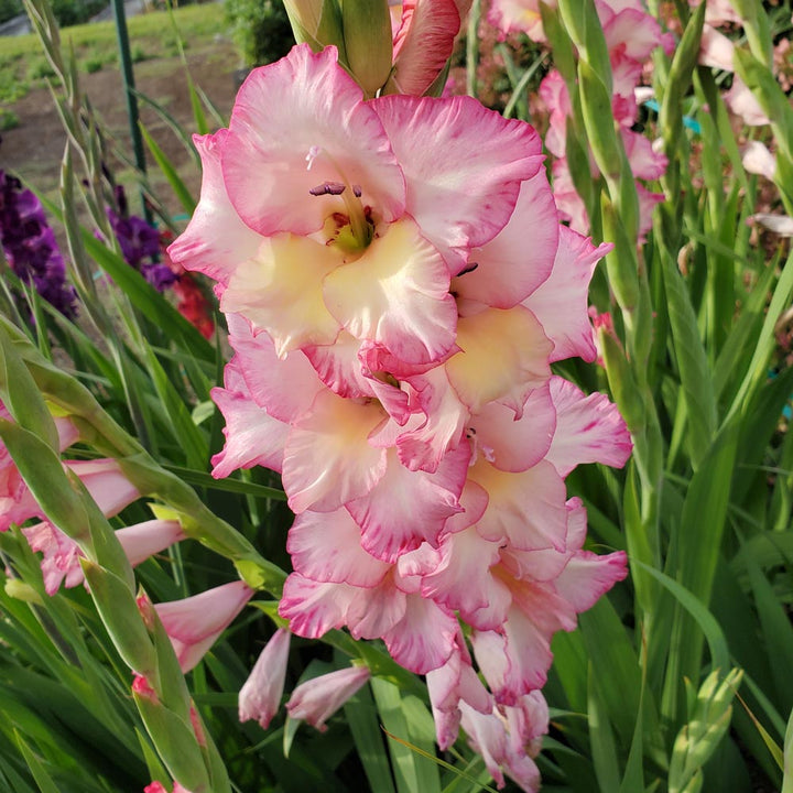 White Pink Gladiolus Flower Seeds – Heirloom, Non-GMO, High Germination Organic Garden Seeds for Planting